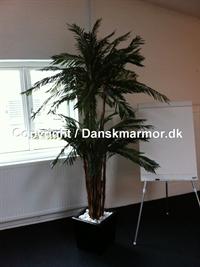 Cycas Palme 301-0022 2995 kr.